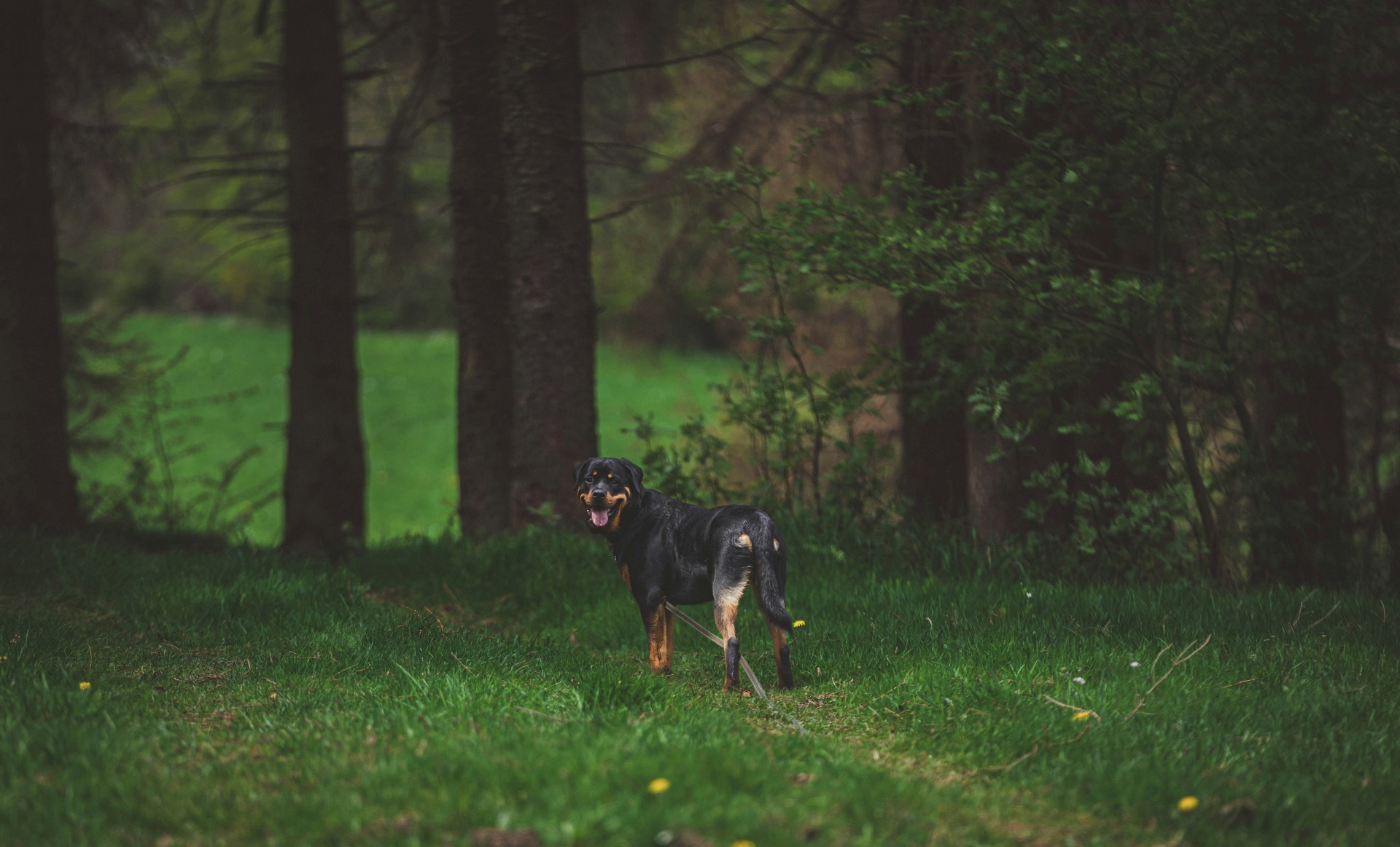 Adult Rottweiler on a leash in a forest — how pet insurance works for Rottweilers