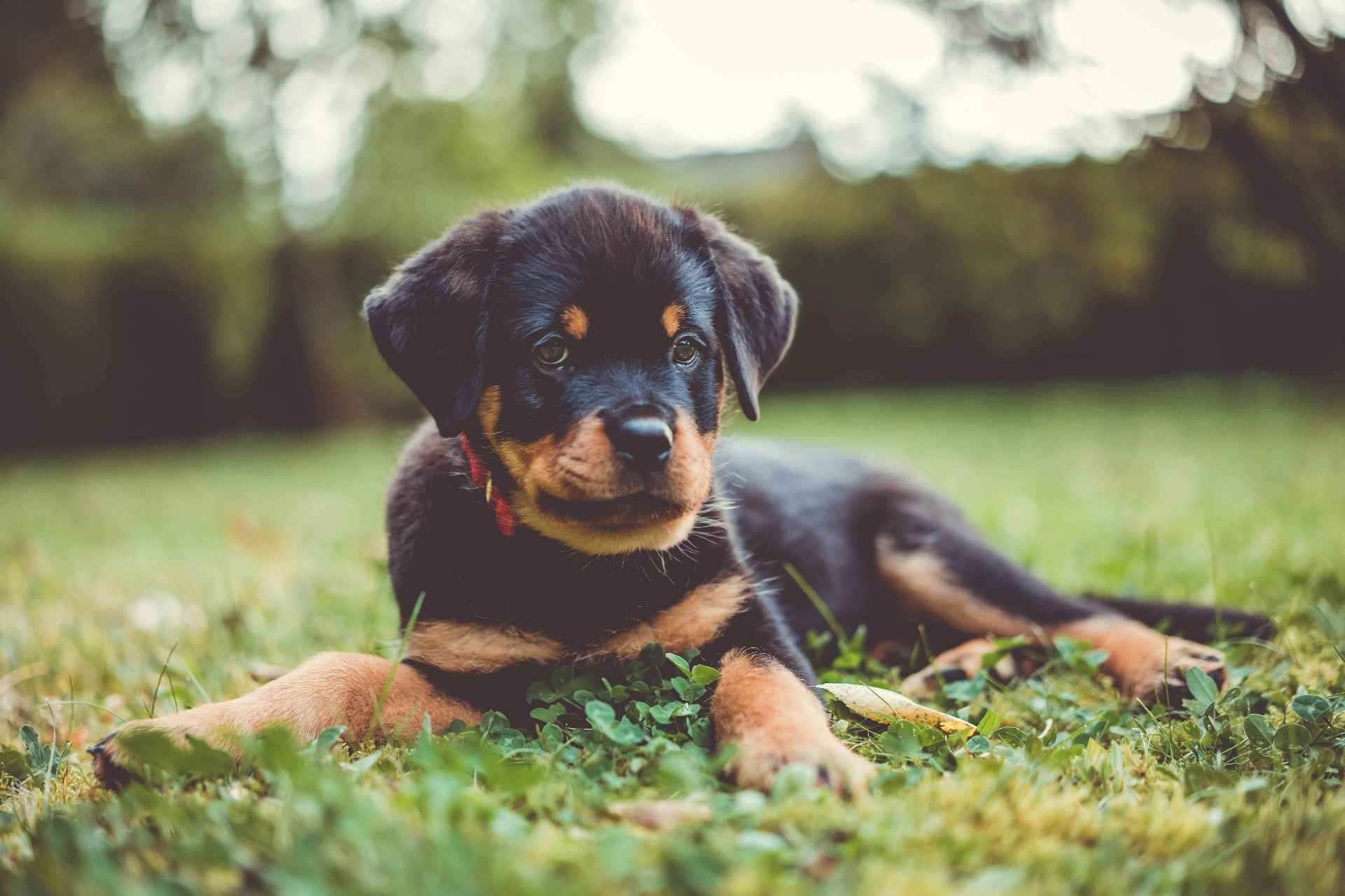 Rottweiler puppy sitting in clover — the early enrollment window for Rottweiler pet insurance