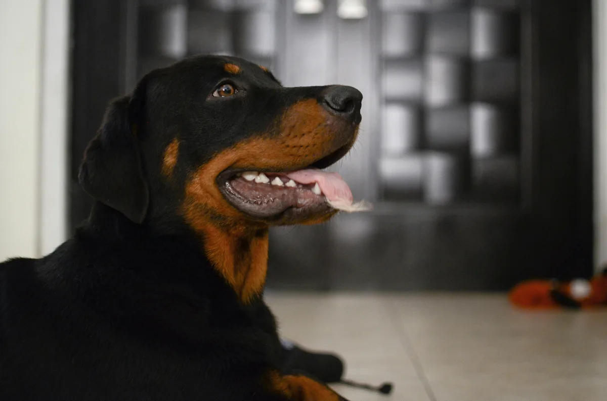Adult Rottweiler portrait — Rottweiler pet insurance compared across all 50 states